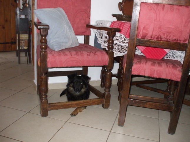 Koko under the chair